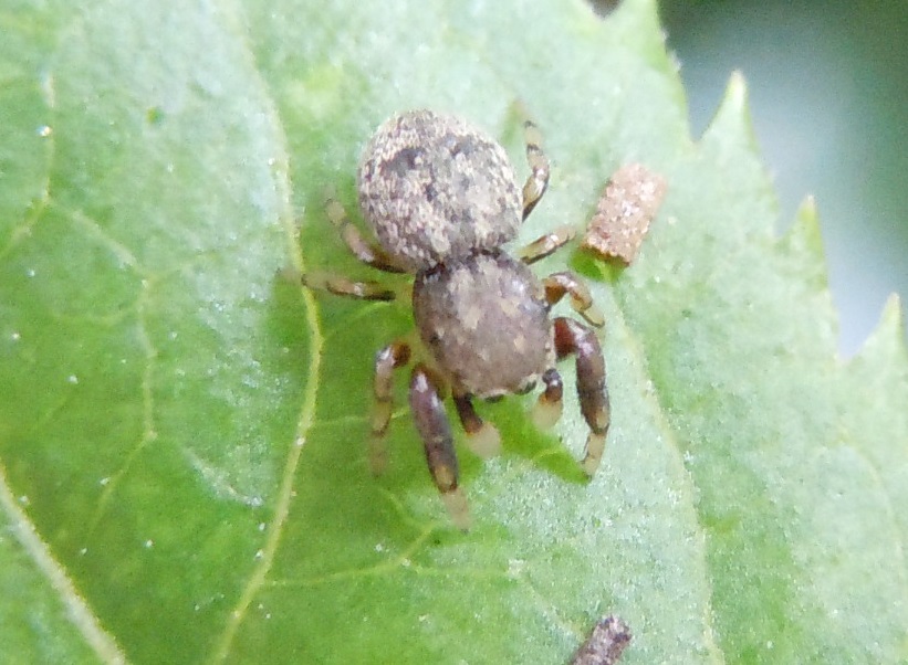 Ballus chalybeius - Riserva degli Astroni (NA)